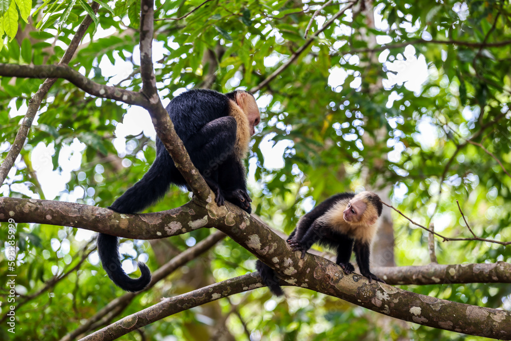 2 chimpancés comiendo y platicando, A wild monkey eats fruit on a tree. Filmed in the rainforest of Costa Rica. capuchin monkey eating with his hands