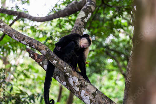 A wild monkey cleans the fur of another monkey. Filmed during a hot day in Costa Rica. Costa Rican Howler Monkey eatting