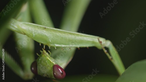 Closeup of a praying mantis cleaning its foreleg