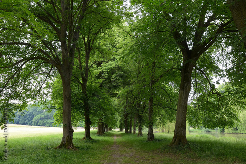 Straßenbäume, Baumallee und Spazierweg im Schlosspark Wilhelmstal bei Calden, Hessen