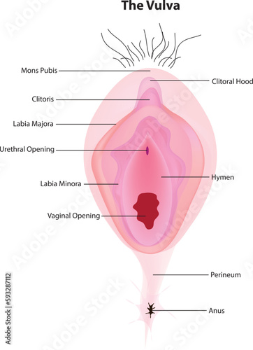 the vulva photo