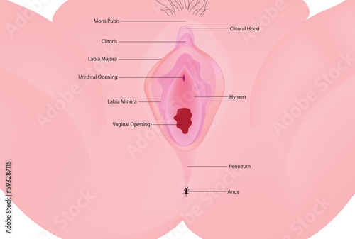 Female External Genital Organs photo