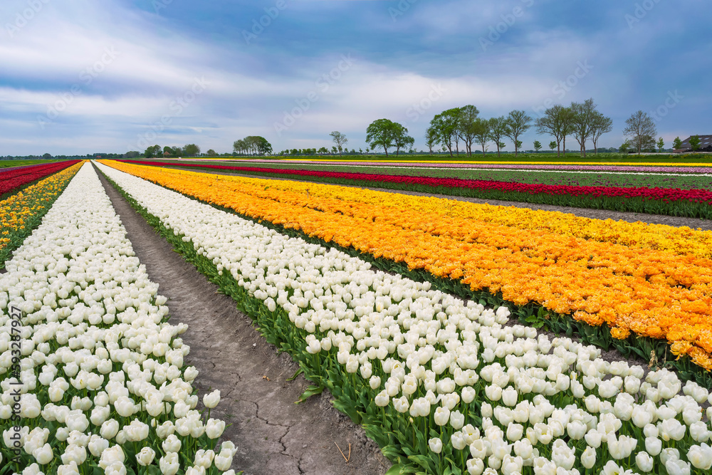 Colorful blooming tulips in a field in the Netherlands