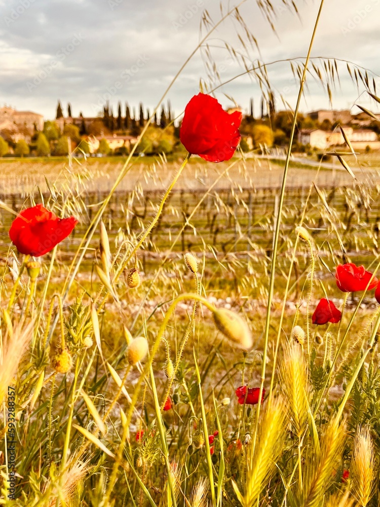 Fototapeta premium poppy flowers in the field