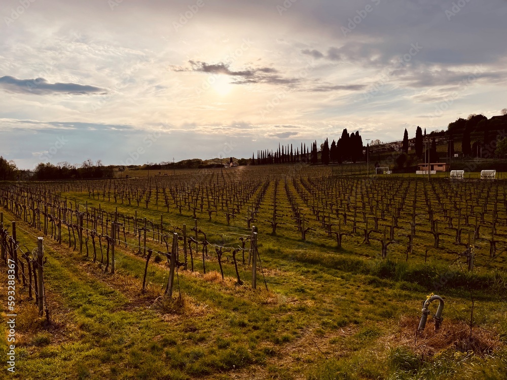 Fototapeta premium vineyard at sunset