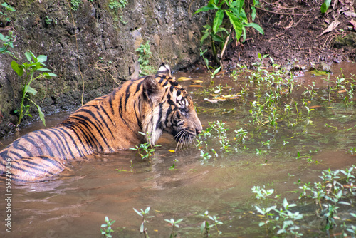 The Sumatran tiger, Panthera tigris sumatrae is in the river