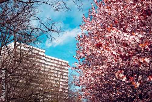 Spring flowering fruit trees in the foreground. A residential building in the background. Katowice, Poland