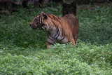 The Sumatran tiger, Panthera tigris sumatrae is a big cat on the Indonesian island of Sumatra and this mammal was listed as Critically Endangered