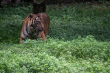 The Sumatran tiger, Panthera tigris sumatrae is a big cat on the Indonesian island of Sumatra and this mammal was listed as Critically Endangered