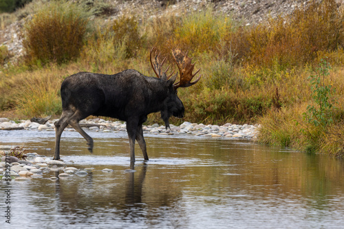 Bull Moose During the Rut in Wyoming in Atuumn