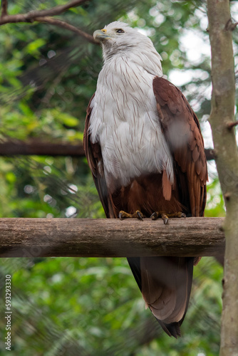 The brahminy kite, Haliastur indus, formerly known as the red backed sea eagle, is a medium sized bird of prey in the family Accipitridae