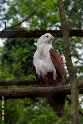 The Javan hawk eagle, Nisaetus bartelsi is a medium sized, dark brown raptor in the family Accipitridae.