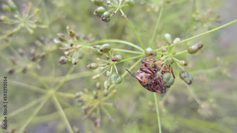 Red Striped bug insect on a dill plant sucks the juices from the stems close-up. Garden pest Graphosoma italicum insect sitting on the stems damages the crop Red Striped bug insect on a dill plant sucks the juices from the stems close-up. Garden pest Graphosoma italicum insect sitting on the stems damages the crop
