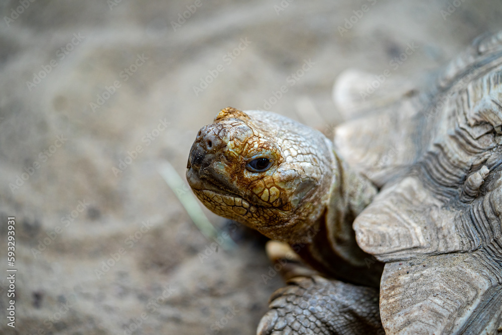 turtle on the rock