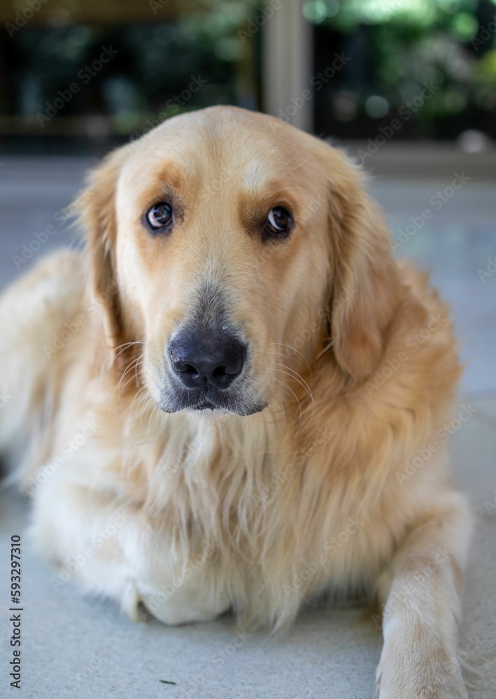 Vertical closeup shot of an adorable fluffy golden retriever dog