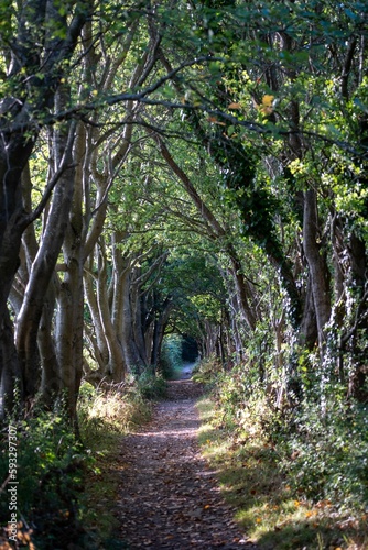 Vertical shot of a walking trail through lush green trees