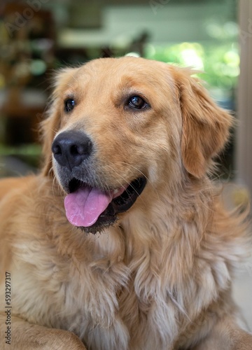 Vertical closeup shot of an adorable fluffy golden retriever dog