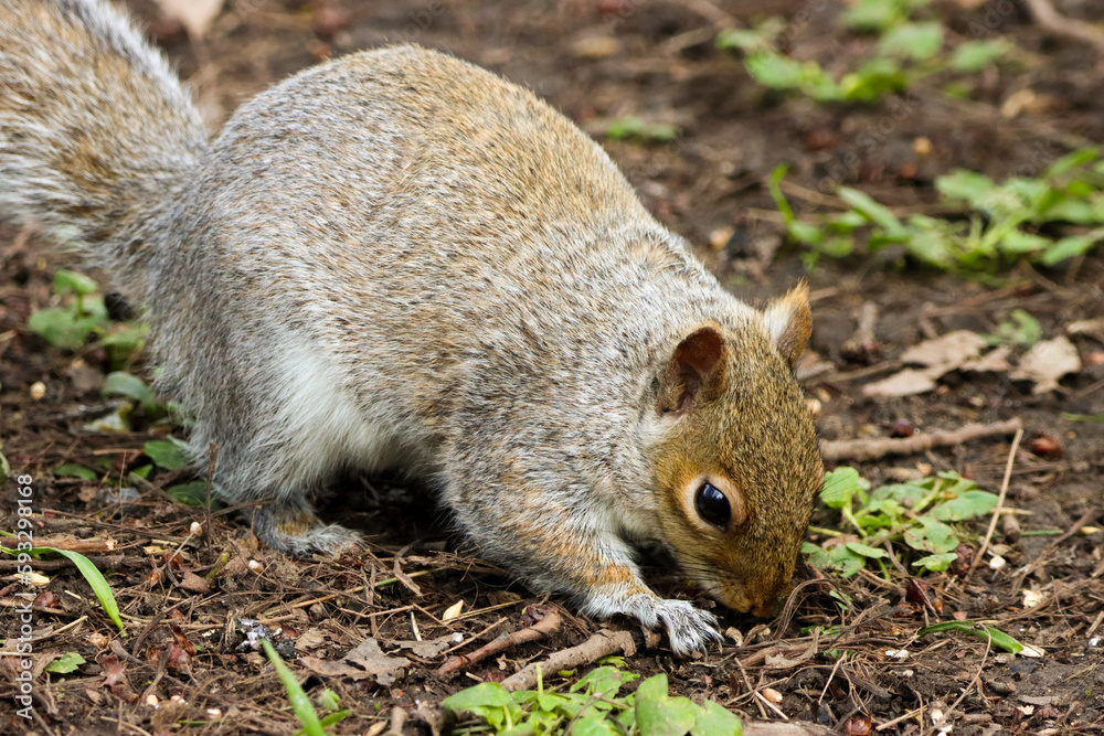 A stunning animal portrait of a Grey Squirrel looking for food A stunning animal portrait of a Grey Squirrel looking for food
