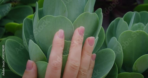 Woman hand touches young exotic succulent plant in garden. Save the world, go green concept. photo