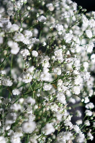 beautiful small white gypsophila flowers, dark background with copy space