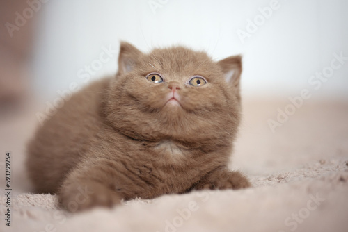 Edle Britisch Kurzhaar Katzen - imposant und selten Odd eyed