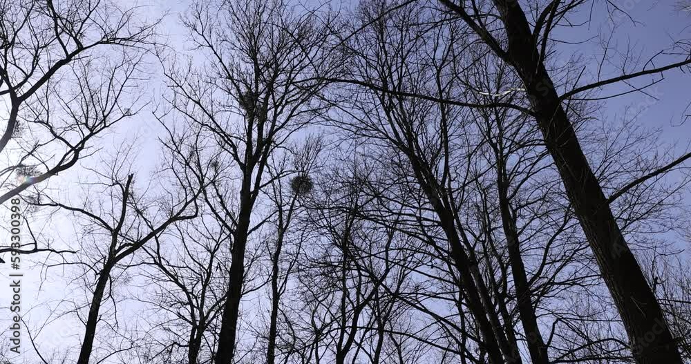 Bare trees in sunny spring weather, bare deciduous trees without foliage on a bright sunny day in spring Bare trees in sunny spring weather, bare deciduous trees without foliage on a bright sunny day in spring