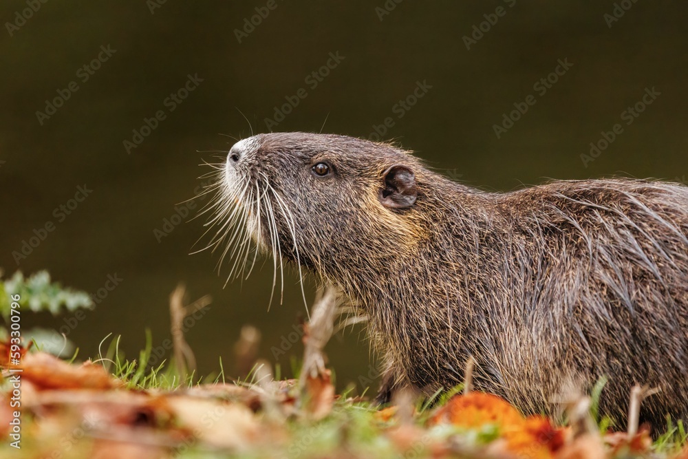 Nutria is walking on the ground full of colorful fallen leaves during the autumn. Nutria is walking on the ground full of colorful fallen leaves during the autumn.