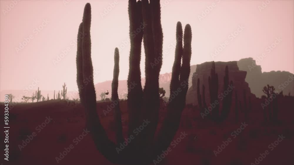 night at Saguaro National Park in Desert of Arizona night at Saguaro National Park in Desert of Arizona