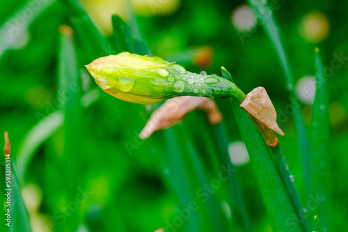 yellow spring flowers in springtime covered with rain drops photo