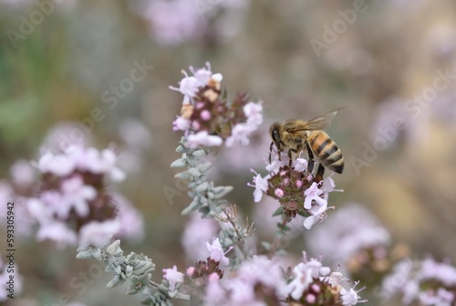 Bee on thyme flower close-up
