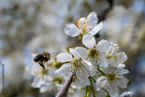 Flying bee near white flowers on a cherry tree