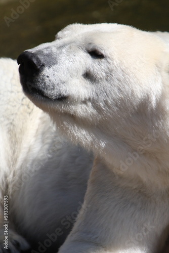 Eisbär Portrait
