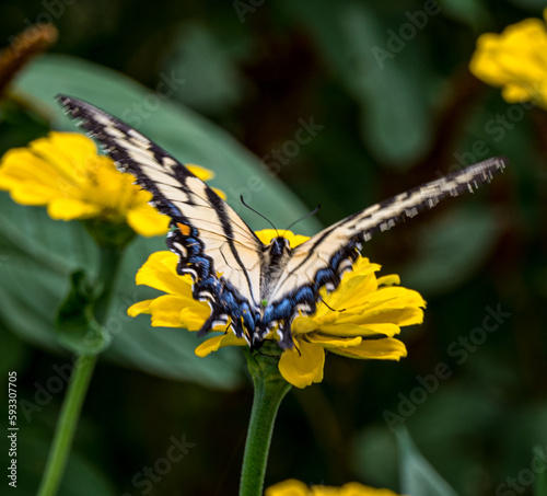 Butterfly enjoying a zinnia flower