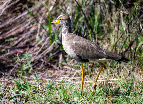 Wattled lapwing, also called wattled plover, photographed in South Africa.