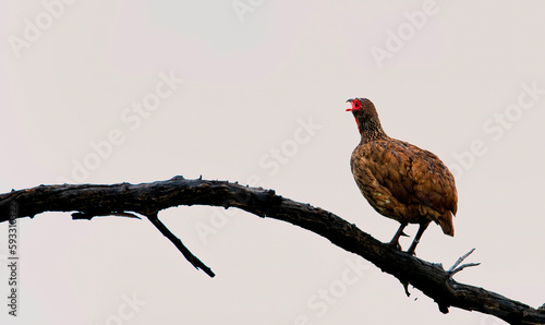 Wallpaper Mural MZorning clarion call. A Swainson's spurfowl calls 'cori-cori' from it's vantage point in the early morning near Manyane Dam. Torontodigital.ca