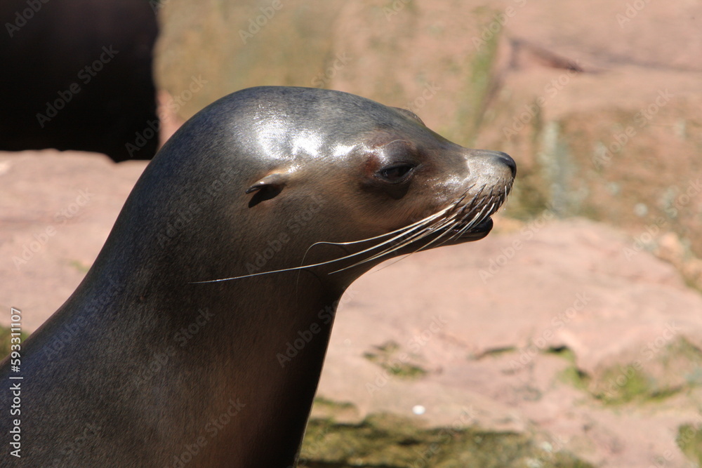 Naklejka premium Robbe, Pinnipedia, Meerestiere, Säugetiere