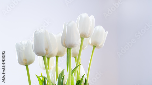 White Tulips on white background. backlit. 
