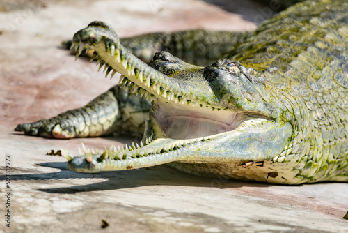 Crocodile, Nepal