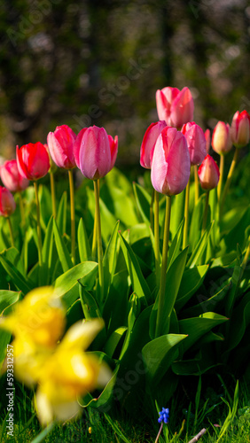 Fototapeta Naklejka Na Ścianę i Meble -  Flowering tulips in spring in the garden