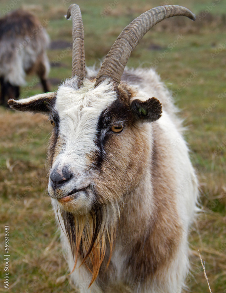 Portrait of goat buck of the Dutch Landrace, a traditional Dutch breed Portrait of goat buck of the Dutch Landrace, a traditional Dutch breed