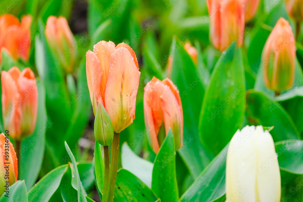 Fototapeta premium colorful blooming tulips flowers in early spring
