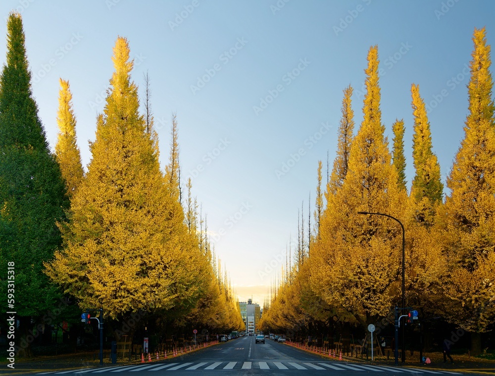 Fall scenery of long rows of golden Ginkgo trees (Gingko or Maidenhair) along an avenue in Meiji Shrine Outer Garden, which is a famous tourist attraction for autumn foliage, in Shinjuku, Tokyo, Japan