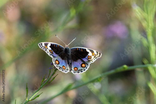 Blue Pansy (Junonia orithya) or blue argus, eyed pansy close up in the UAE. photo