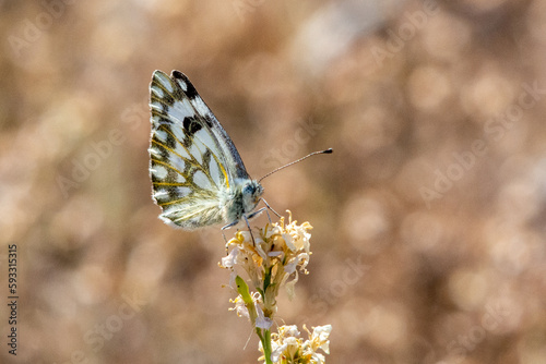 Pontia glauconome  the desert white or desert Bath white  is a butterfly in the family Pieridae close up in the UAE.
