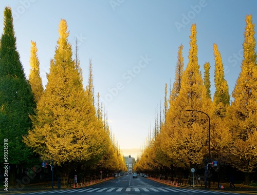 Obraz na plátně Fall scenery of long rows of golden Ginkgo trees (Gingko or Maidenhair) along an