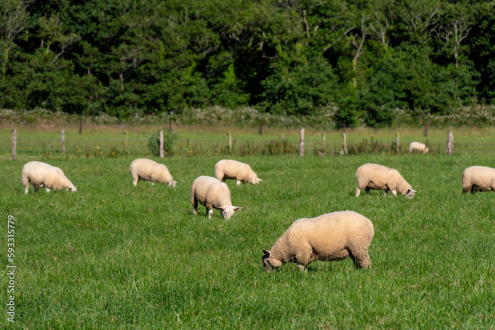 A flock of sheep. Livestock farm, Ireland. Grazing animals on the farm. Herd of sheep on green grass field A flock of sheep. Livestock farm, Ireland. Grazing animals on the farm. Herd of sheep on green grass field