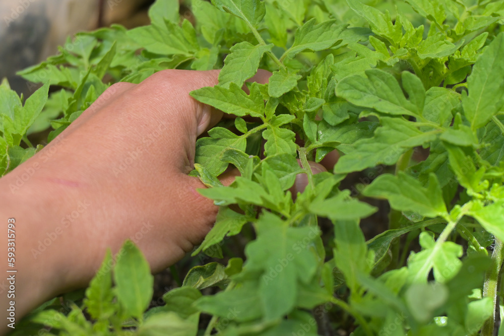 Semillero de plantas de tomate en primavera con invernadero Semillero de plantas de tomate en primavera con invernadero