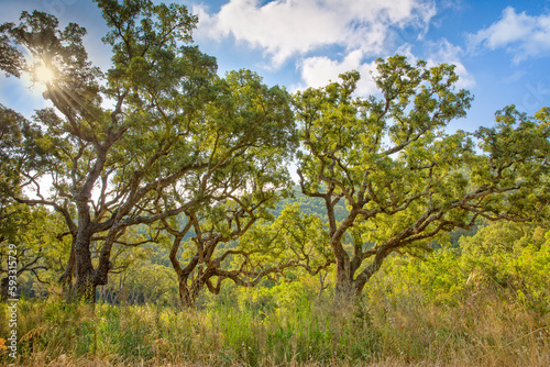 Landscape with old cork trees in a wild nature meadow in South Corsica. Mediterranean cork oak forest with clouds and blue sky in south Corsica  France