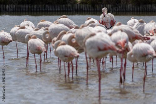 one flamingo cleaning itself in group of flamingos