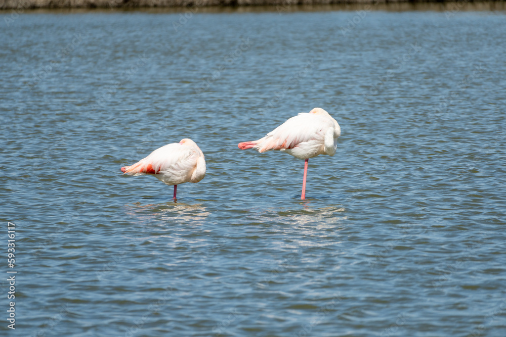 flamingos sleeping in the water